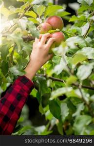 Closeup photo of young woman picking apples at garden