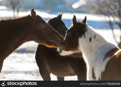 Closeup photo two beautiful horses pasturing on field covered by snow