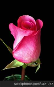 Closeup photograph of a dark pink rose