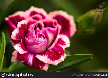Closeup photograph of a purple flower. The flower is positioned on left with copy space. The rest of the image features a blurry background.. Closeup photograph of a purple flower. The flower is positioned on left with copy space.