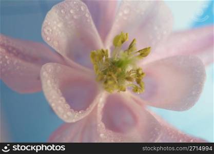 closeup picture of a wet pink flower