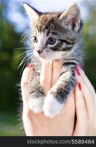 closeup picture of female hands holding little kitty