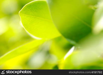 closeup picture of rich foliage