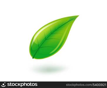 closeup picture or illustration of green leaf