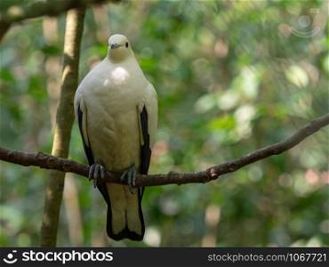 Closeup Pied Imperial-Pigeon (Ducula bicolor) perching on a branch with green nature blurred bokeh background.