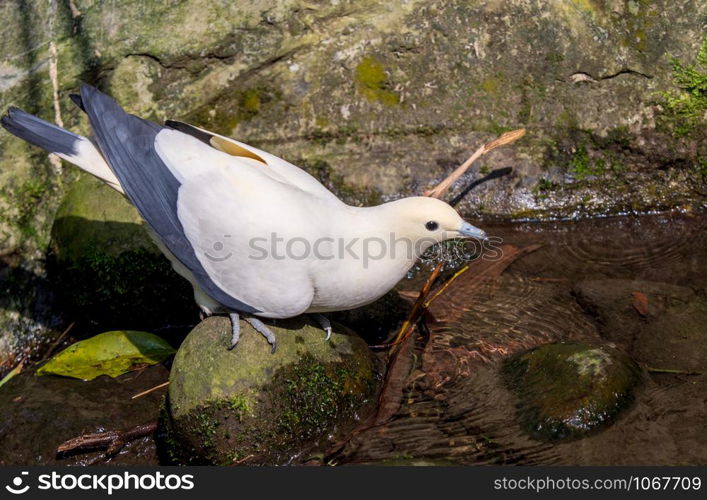 Closeup Pied Imperial-Pigeon (Ducula bicolor) perching on a rock in sunny with copy space.