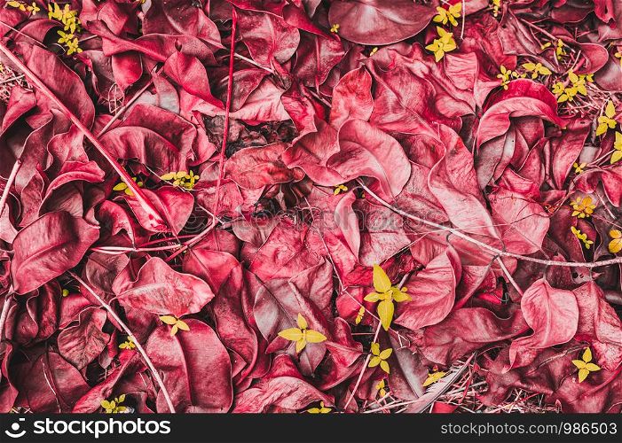 Closeup pile of dry leaves on the ground in the garden. Top view abstract colorful wallpaper.