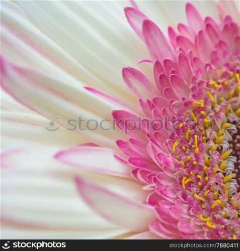 Closeup pink gerbera petal flower with soft focus floral background