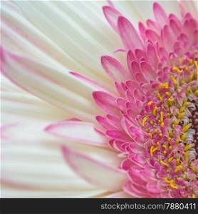Closeup pink gerbera petal flower with soft focus floral background