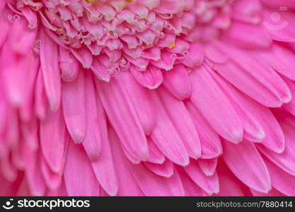 Closeup pink gerbera petal flower with soft focus floral background