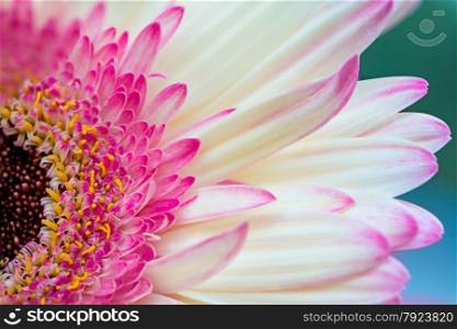 Closeup pink gerbera petal flower with soft focus, floral background