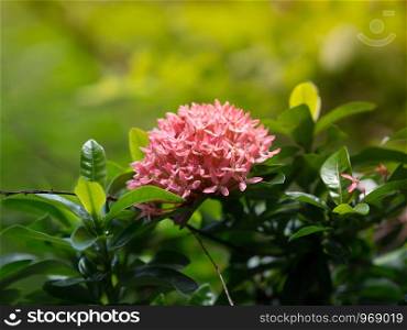 Closeup Pink Mini Ixora coccinea flowers for background. Rubiaceae family, Thailand