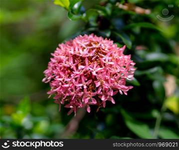 Closeup Pink Mini Ixora coccinea flowers for background. Rubiaceae family, Thailand