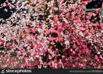 Closeup plastic sakura (Cherry blossom) tree