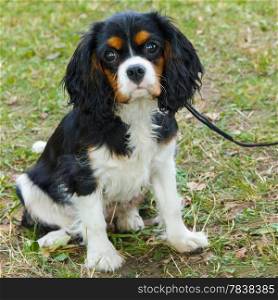 closeup portrait Cute sad dog Cavalier King Charles Spaniel breed