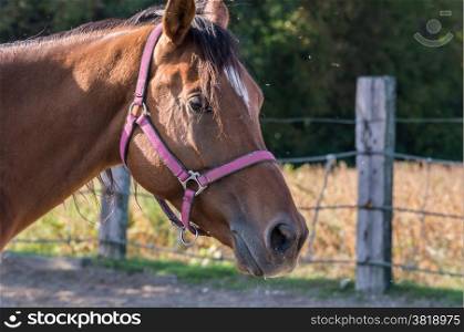Closeup portrait of a beautiful bay horse