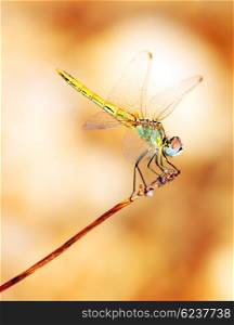 Closeup portrait of a beautiful colorful dragonfly