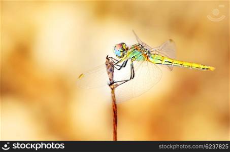 Closeup portrait of a beautiful colorful dragonfly