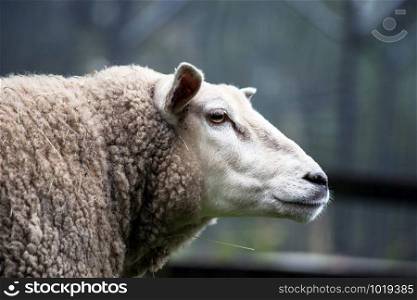 Closeup Portrait of a beauutiful happy sheep on the Farm against moody background grazing in the field nature. Closeup Portrait of a beauutiful happy sheep on the Farm against moody background grazing in the field