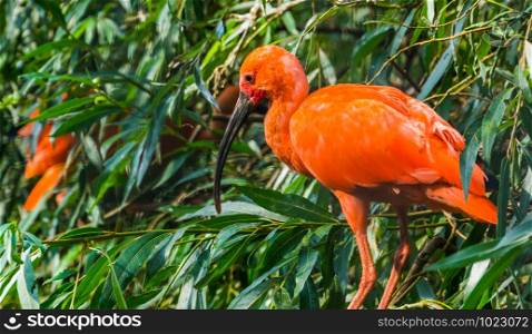 closeup portrait of a red scarlet ibis sitting in a tree, colorful and tropical bird specie from America