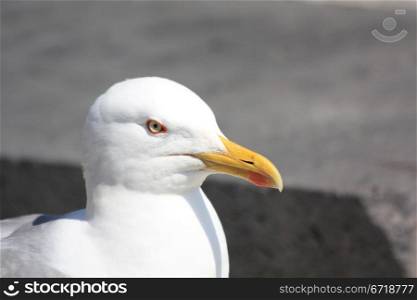 Closeup portrait of a white seagull