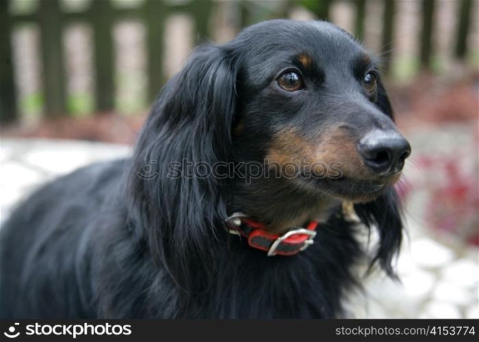 Closeup portrait of a young long haired dachshund outdoors.