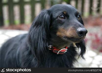 Closeup portrait of a young long haired dachshund outdoors.