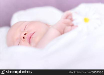 Closeup portrait of adorable newborn baby girl sleeping at home, holding in hands daisy flower, gentle little child napping, day dreams concept