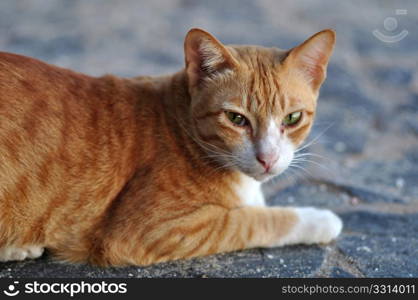 Closeup portrait of an orange cat sitting and staring on the ground