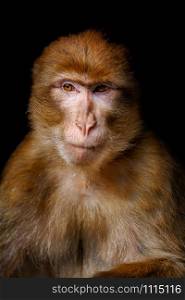 Closeup Portrait of Barbary Macaque (Macaca Sylvanus) . Barbary Macaque (Macaca Sylvanus)