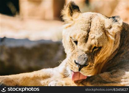 Closeup Portrait Of Female Lion