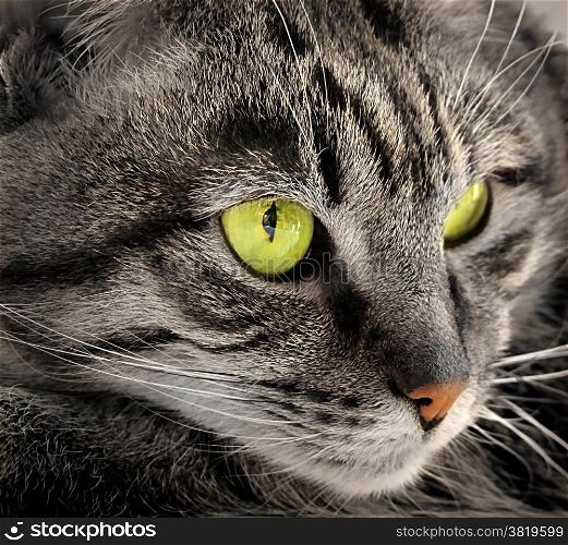 Closeup portrait of green-eyed cat