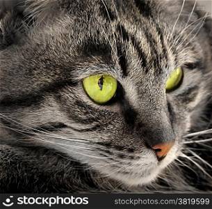 Closeup portrait of green-eyed cat