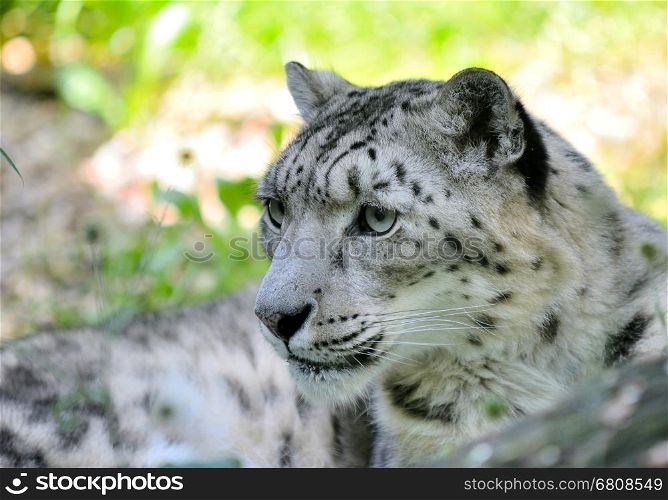 Closeup portrait of lying snow leopard (Uncia Uncia). He lives in mountain in central Asia.