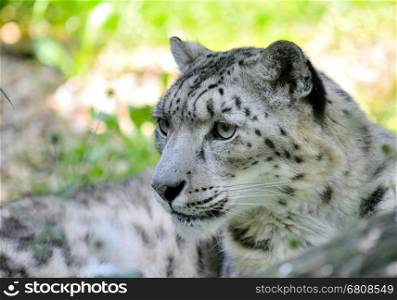 Closeup portrait of lying snow leopard (Uncia Uncia). He lives in mountain in central Asia.