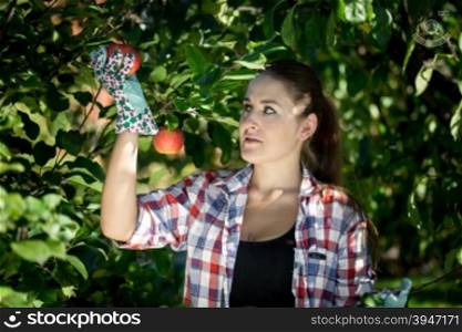 Closeup portrait of young woman collecting apples at garden