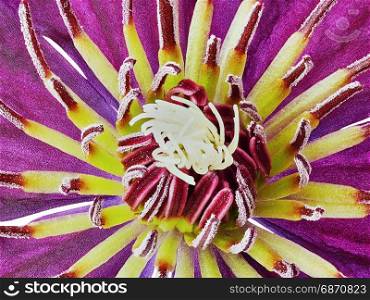 Closeup purple clematis flower. Purple clematis
