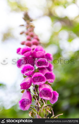 closeup purple flowers of digitalis in sunday. big plant with small bells