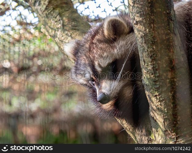 Closeup Raccoon (Procyon lotor) laying down on a tree.