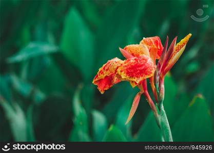 Closeup red Canna lilly (Canna indica) flower with blurred green leaves in background. Copy space wallpaper.