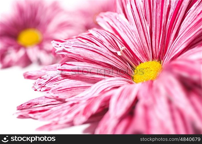 Closeup red chrysanthemum flower background