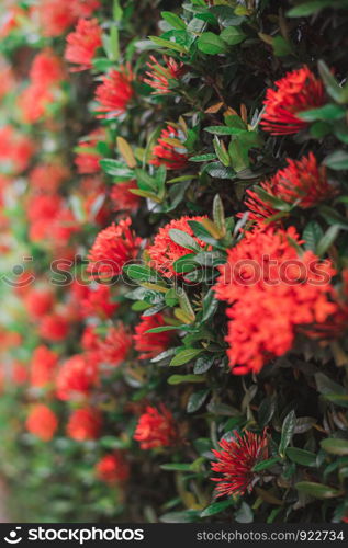 Closeup Red Ixora coccinea flowers (Rubiaceae family) in the garden with sunlight. Beautiful plant wall for background.