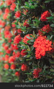 Closeup Red Ixora coccinea flowers (Rubiaceae family) in the garden with sunlight. Beautiful plant wall for background.