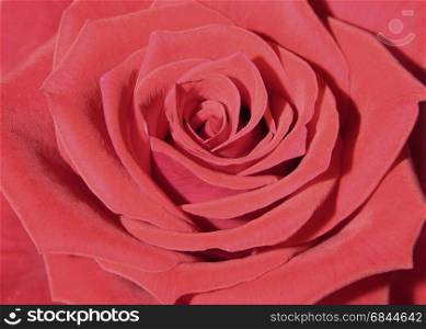 closeup red rose. closeup red rose heart
