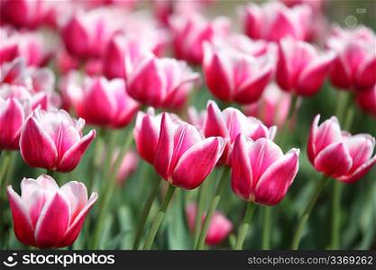 closeup red-white tulips