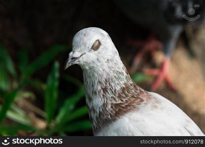 Closeup Rock pigeon or Feral pigeon (Columba livia) eye in urban park, Thailand.