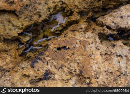 closeup rock with puddle from atlantic coastline