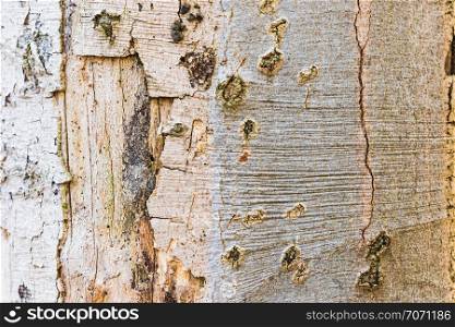 Closeup Rough tree bark. Wood textures background