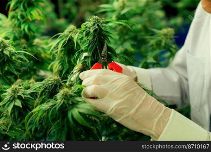 Closeup scientist gently trims gratifying cannabis plant leaves with secateurs to ensure high quality in curative indoor medical cannabis farm. Concept of grow facility cannabis cultivation.. Scientist trim gratifying cannabis plant leaf with secateurs in grow facility.