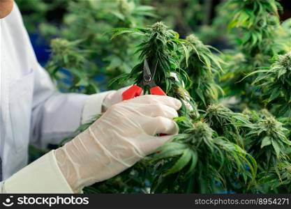 Closeup scientist gently trims gratifying cannabis plant leaves with secateurs to ensure high quality in curative indoor medical cannabis farm. Concept of grow facility cannabis cultivation.